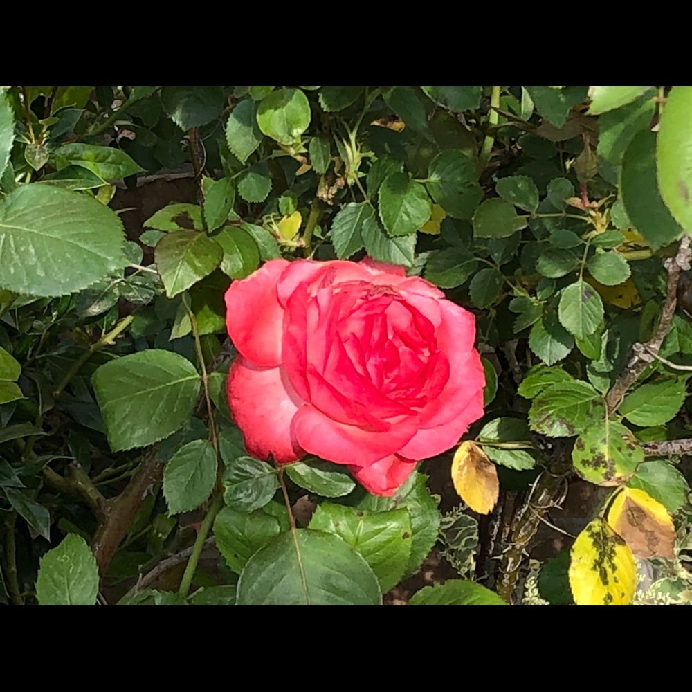 Meet your Posher, Natiley